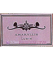 Amaryllis