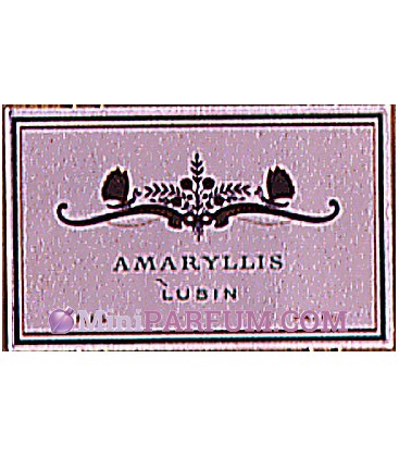 Amaryllis