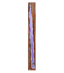 Myrurgia