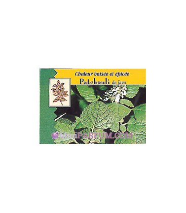 Patchouli de Java