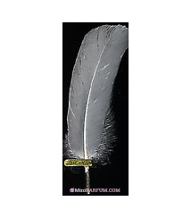 Plume blanche