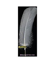 Plume blanche