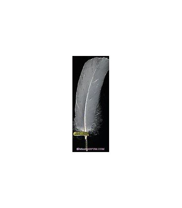 Plume blanche
