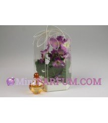 Orchidée - Prins orchidee