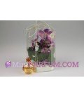 Orchidée - Prins orchidee