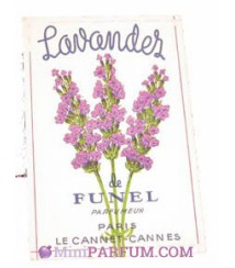 Lavander