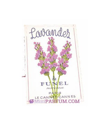 Lavander