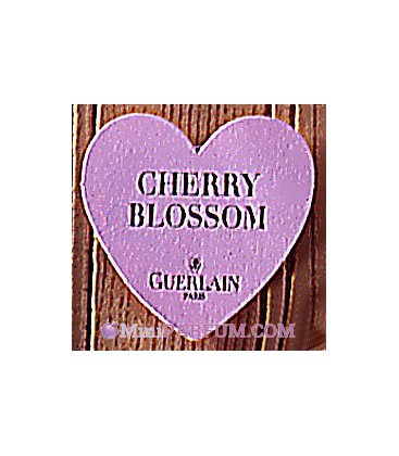 Cherry Blossom