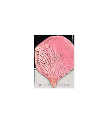Parfum Roses D'Orsay